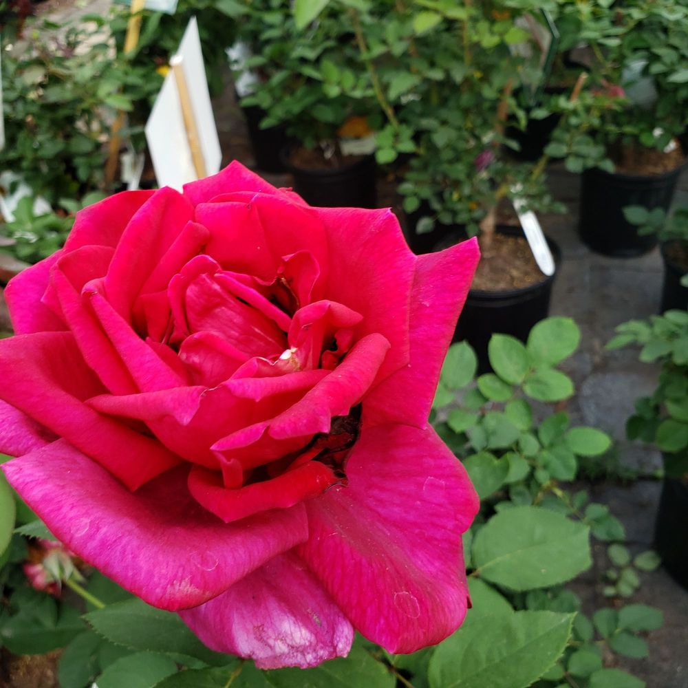 ROSE GARDEN CENTER Updated August 2024 16 Photos & 23 Reviews