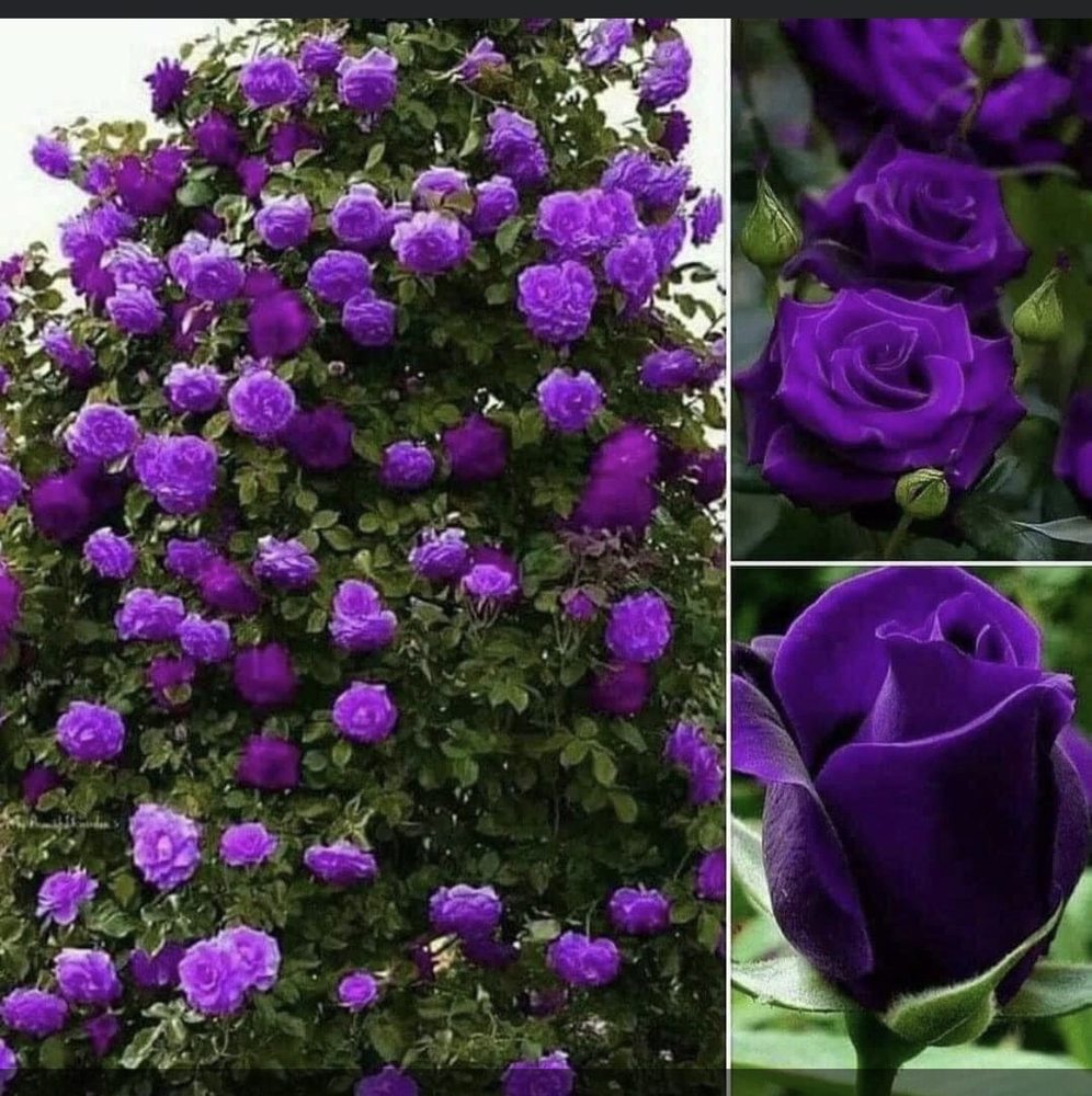 WHITTEN’S NURSERY & GARDEN CENTER Updated September 2024 1804 Whitehall Rd, Anderson, South