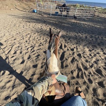 Whoa Dea Ranch - This horse is spirit - Horseback Riding Near Me - Waimea, Hawaii