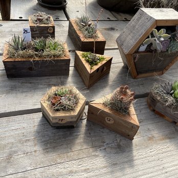 Succulent Gardens - Perfect anyone, anytime gifts! - Nurseries & Gardening Near Me - Castroville, California