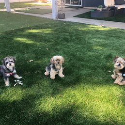 Our pups liked Erin so much they posed for her in this daily update picture.