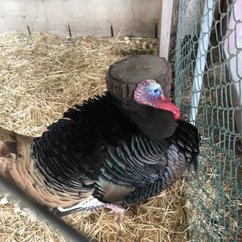 Country Feed Store - Pet Stores Near Me - Vista, California