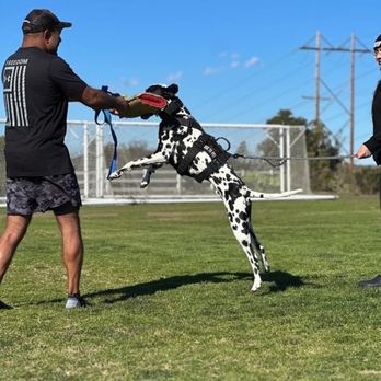 Socal Bite Club - Pet Training Near Me Socal Bite Club - Pet Training Near Me
