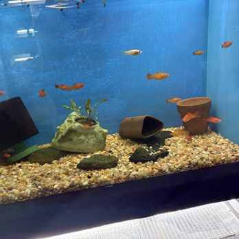 JJ Aquarium - Local Fish Stores Near Me - Antioch, California JJ Aquarium - Local Fish Stores Near Me - Antioch, California