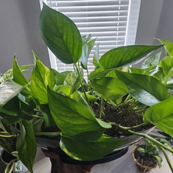 B Willow - My new golden pothos! - Nurseries & Gardening Near Me - Baltimore, Maryland