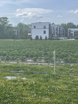 Salem Berry Farm by null