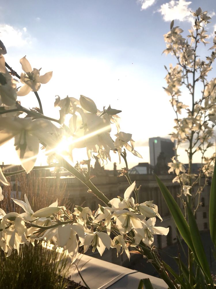 ROOFTOP TERRACE BAR & LOUNGE Updated October 2024 Behrenstr. 37