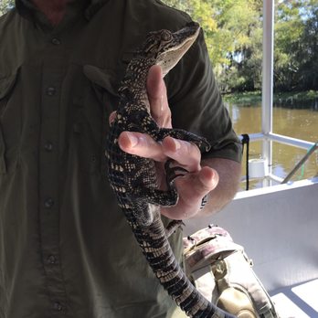 Airboat Adventures - Fluffy - Boat Tours Near Me - Lafitte, Louisiana Airboat Adventures - Fluffy - Boat Tours Near Me - Lafitte, Louisiana