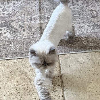 The Mutt Hut - This is Ozzy and he just recently had his full groom. He's so happy now - Pet Groomers Near Me - Valley Center, California The Mutt Hut - This is Ozzy and he just recently had his full groom. He's so happy now - Pet Groomers Near Me - Valley Center, California