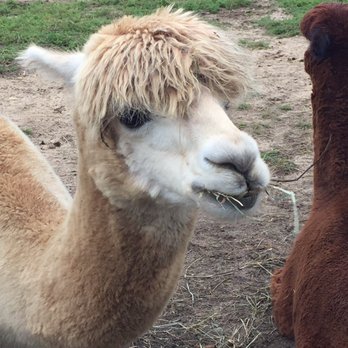 Island Alpaca - Knitting Supplies Near Me - Oak Bluffs, Massachusetts