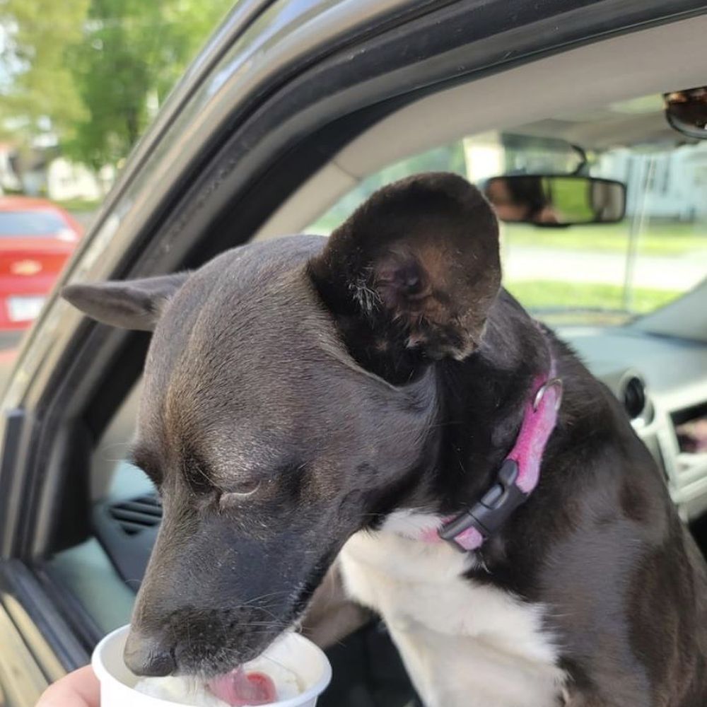 The Busy Bean - Molly enjoying her pup cup. - Coffee & Tea Near Me - Walnut Ridge, Arkansas The Busy Bean - Molly enjoying her pup cup. - Coffee & Tea Near Me - Walnut Ridge, Arkansas