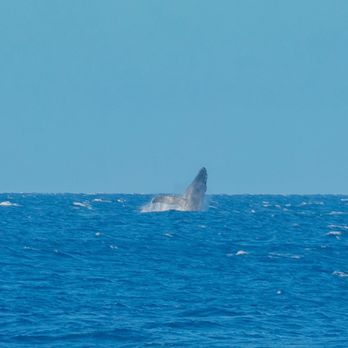 Teralani Sailing Adventures - Boating Near Me - Lahaina, Hawaii