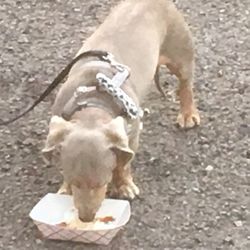 The Rollaway Dog Cafe