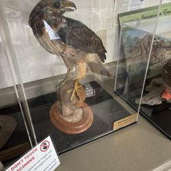Nature Learning Center - Red-tailed Hawk