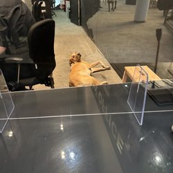 Belgrade Theatre - Cute box office helper