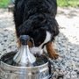 Photo of Izy's  Doghouse