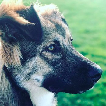 Stand Proud Dog Training - Pet Training Near Me - Reno, Nevada