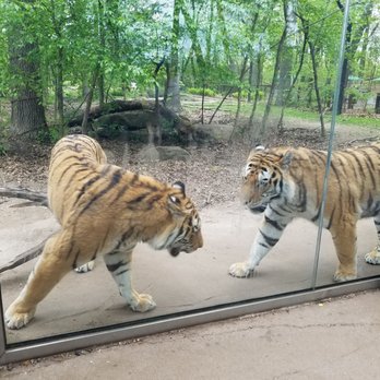 John Ball Zoo - Tigers up close. They were pacing in front of the glass. - Zoos Near Me - Grand Rapids, Michigan