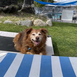 Dog friendly