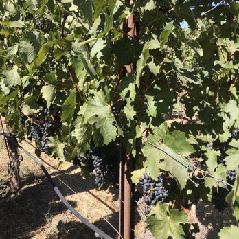 HALL Wines - Wineries Near Me - Saint Helena, California HALL Wines - Wineries Near Me - Saint Helena, California
