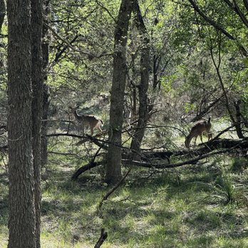 OP Schnabel Park - Deer - Parks Near Me - San Antonio, Texas OP Schnabel Park - Deer - Parks Near Me - San Antonio, Texas