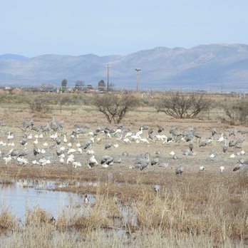 Whitewater Draw - Sandhill Cranes & Snow Geese - Parks Near Me - Mc Neal, Arizona Whitewater Draw - Sandhill Cranes & Snow Geese - Parks Near Me - Mc Neal, Arizona