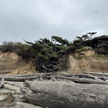 Tree Of Life - Landmarks & Historical Buildings Near Me - Forks, Washington Tree Of Life - Landmarks & Historical Buildings Near Me - Forks, Washington