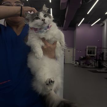 Zoe's Pawfection - Cat and groomer - Pet Groomers Near Me - Katy, Texas Zoe's Pawfection - Cat and groomer - Pet Groomers Near Me - Katy, Texas