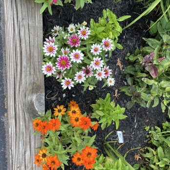 Grains & Grill - Herbs and flowers - American Near Me - Fairmount, Indiana