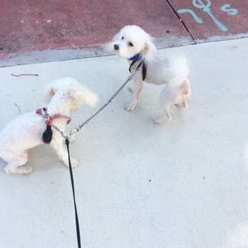 PetSmart - Pet Training Near Me - Miami, Florida