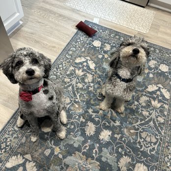 Amazing Dogs Rescue - With his new sister, Penny. - Pet Adoption Near Me - San Diego, California Amazing Dogs Rescue - With his new sister, Penny. - Pet Adoption Near Me - San Diego, California