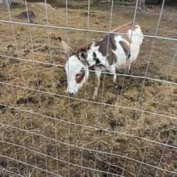 Blodgett Family Farm