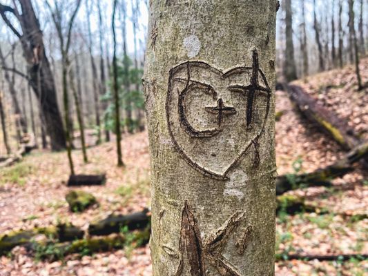 Cascade Springs Nature Preserve by null