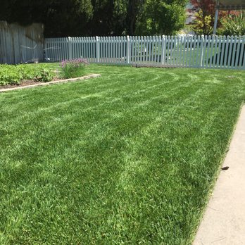 Evergreen Sod - 4 years and still looks great!!! - Landscaping Near Me - Ogden, Utah Evergreen Sod - 4 years and still looks great!!! - Landscaping Near Me - Ogden, Utah