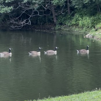 Airlie - The visiting geese all in a row - Hotels Near Me - Warrenton, Virginia