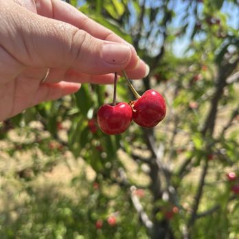 Daisy Creek Farms - Pick Your Own Farms Near Me - Galt, California