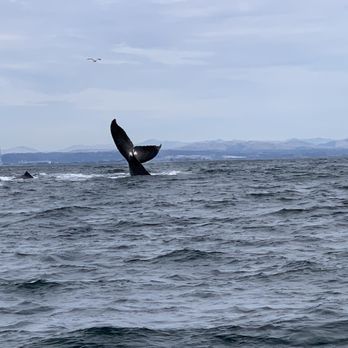 Discovery Whale Watch - Whale Watching Tours Near Me - Monterey, California