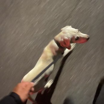 The Training Center - Harley walks like a champ now. - Pet Training Near Me - Deer Park, New York The Training Center - Harley walks like a champ now. - Pet Training Near Me - Deer Park, New York