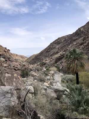 Borrego Palm Canyon Nature Trail by null