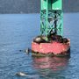 Photo of Alaska Fjordlines, Inc