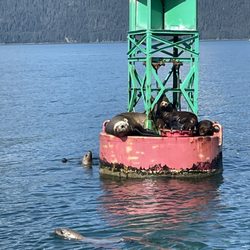 Alaska Fjordlines, Inc - Sea lions