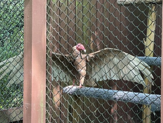 Carolina Raptor Center by null