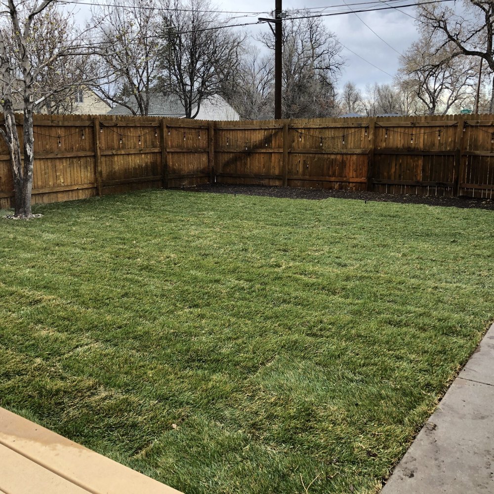 First day after laying the sod, some yellow but it bounced back quickly! First day after laying the sod, some yellow but it bounced back quickly!