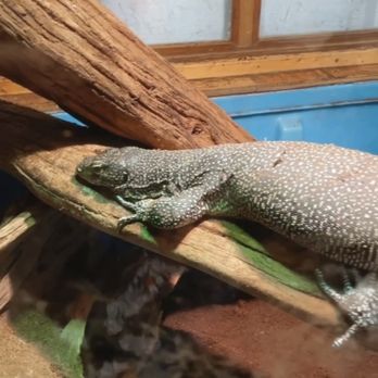 The Reptile Zoo - Zoos Near Me - Monroe, Washington The Reptile Zoo - Zoos Near Me - Monroe, Washington