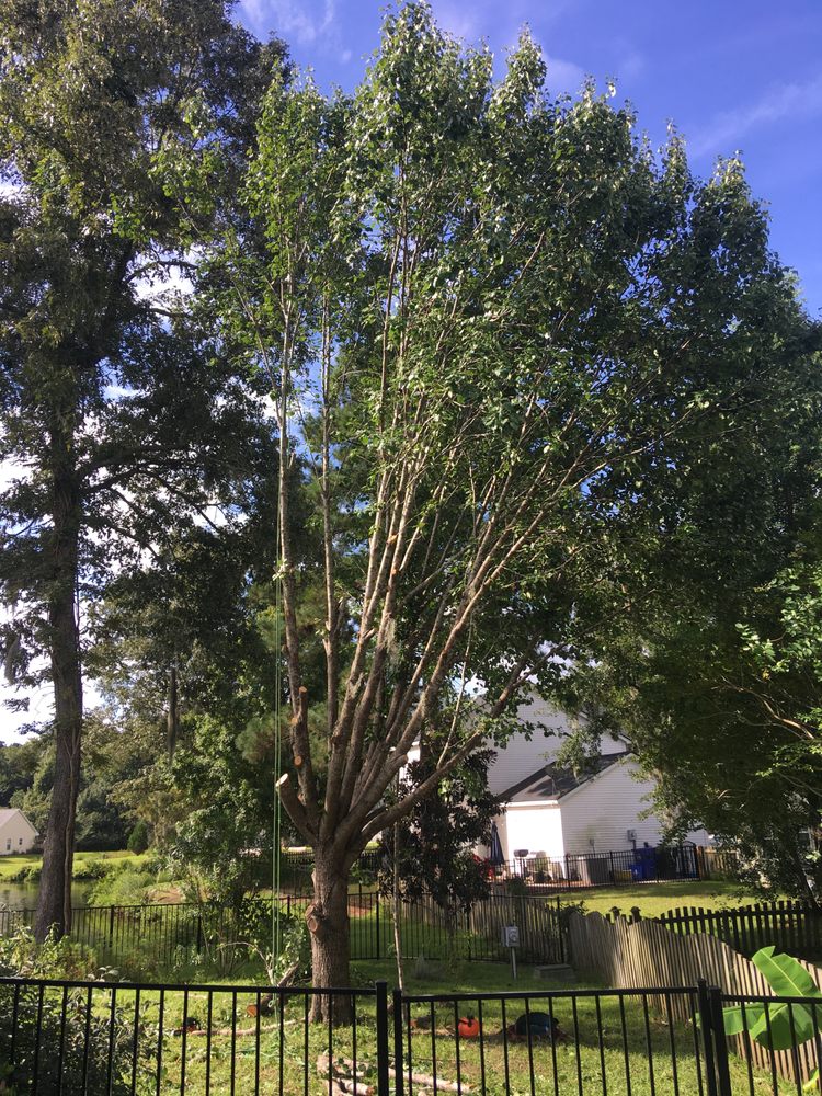 Skywalker Tree - tree service in Charleston, SC