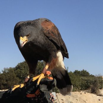 Sky Falconry - Specialty Schools Near Me - Alpine, California Sky Falconry - Specialty Schools Near Me - Alpine, California