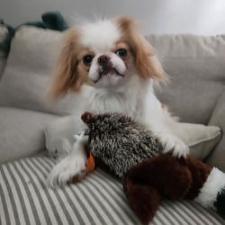 Pets Vacation While You Do