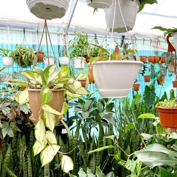 21 Seven Market - a variety of potted plants - Convenience Stores Near Me - Toronto, Ontario 21 Seven Market - a variety of potted plants - Convenience Stores Near Me - Toronto, Ontario