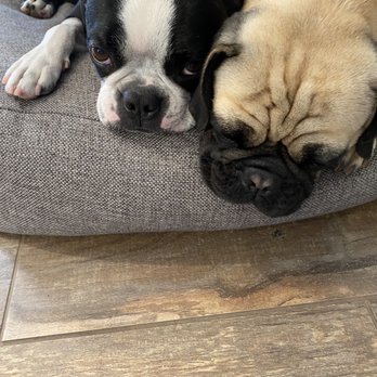 Bonnie's Pampered Pets - Mortimer & Zeek happy customers - Pet Groomers Near Me - Corona, California