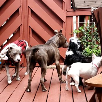 All About Paws DMV - Taking a break all of us clients and coworkers - Pet Training Near Me - Falls Church, Virginia All About Paws DMV - Taking a break all of us clients and coworkers - Pet Training Near Me - Falls Church, Virginia